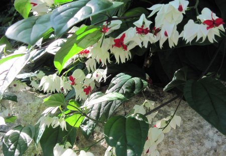 Flowers at Edmonton garden 06 - white, green, flowers, red