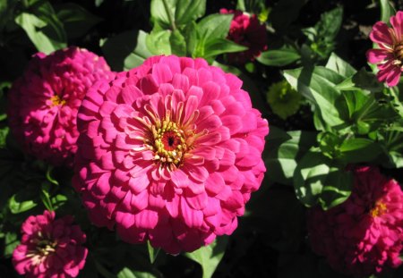 Dahlia at Edmonton garden - red, flowers, dahlia, yellow, green