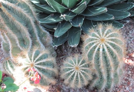 Cactus at Edmonton garden - Flowers, red, green, gravel, cactus