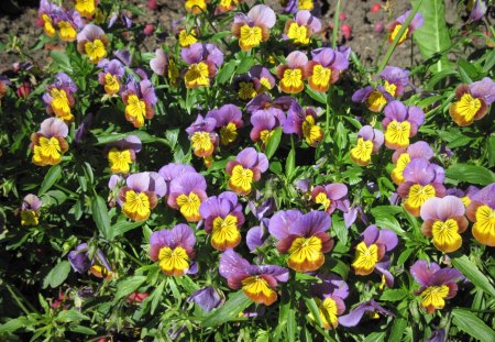 pansies Flowers at Edmonton garden 09