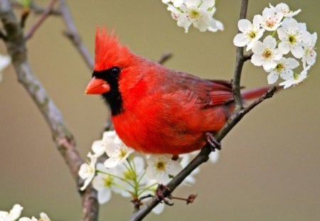 Red Northern Cardinal - red, cardinal, norther, northern, bird