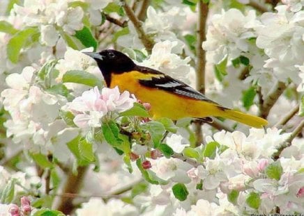 Beauty In Spring - trees, animals, other, birds, spring