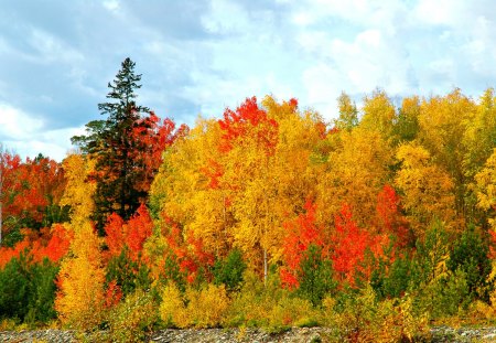 Autumn - autumn colors, splendor, landscape, forest, leaves, view, autumn splendor, sky, woods, clouds, trees, beautiful, beauty, colors, lovely, tree, nature, autumn, peaceful