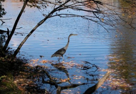 Autumn - fall leaves, lake, bird, trees, season, autumn