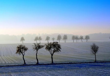 MORNING FOG - morning, fog, field, trees