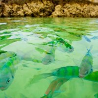 Beautiful Green Water and Fish