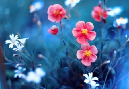 blossoms - white, blue, pink, beautiful