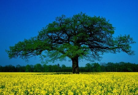 Seasonal Splendor - blooms, yellow, tree, rape