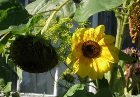 Autumn Days - yellow flower, sunflowers, herbs, dill, autumn flowers, flowers, sunny day