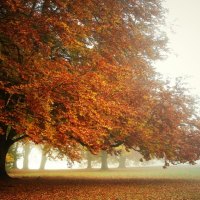 autumn tree