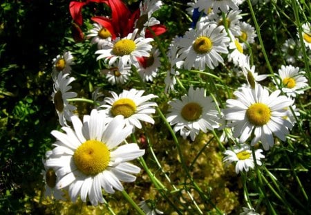 Daisies - lilies, july garden, wild daisies, summer, summer flowers, flowers, daisies, garden