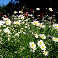 Field of Daisies
