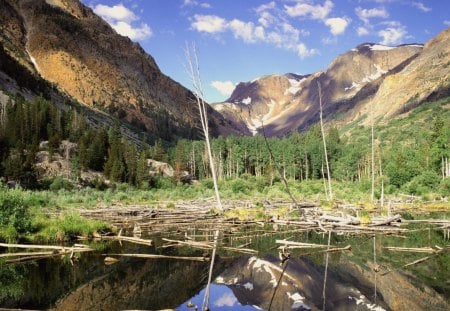 beaver pond in lundy canyon california - pond, mountains, canyon, logs