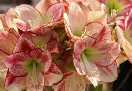 *** Bunch of Amarylis *** - flowers, bunch, nature, amarylis