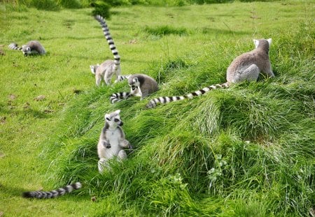 Familly Fun - lemures, feeding, wiltshire, group