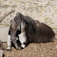 Giant Anteater and Baby.