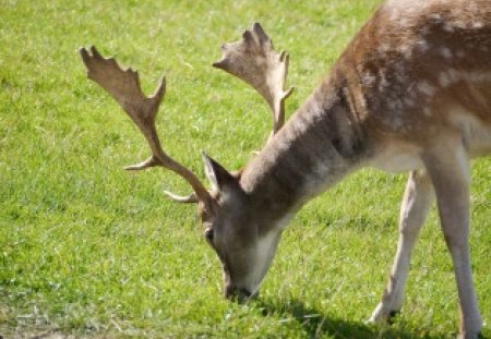 Grazing - grazing, wiltshire, antlers, fallow deer