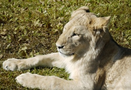 Lion Cub - sunshine, cub, warmth, wiltshire