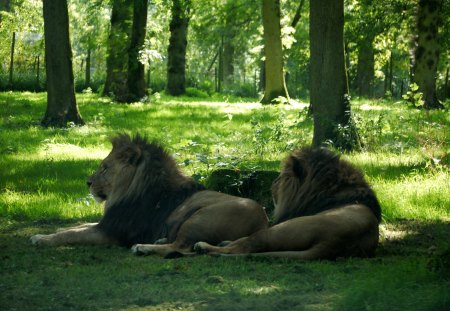 If you go down in the woods today. - wood, shade, rest, resting, wiltshire