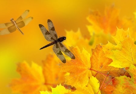 Fallen Leaves - autumn, wind, gold, fall, yellow, dragonfly, orange, insect, blurry, breeze, artistic