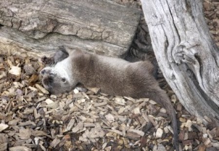 Having a dry bath. - wiltshire, play, otter, rest