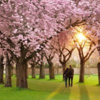 Pink Flowers and Lovers