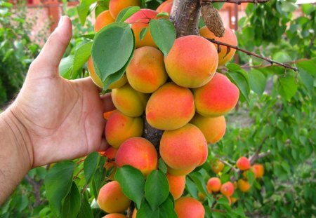 *** Peaches *** - nature, peaches, hand, orange, color