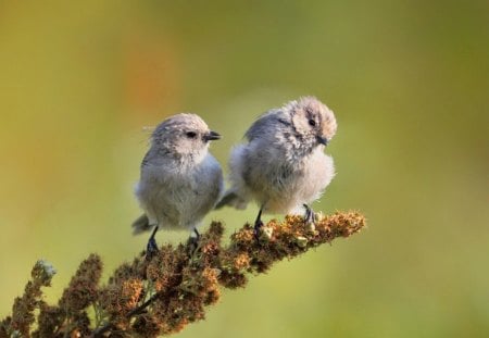 Cute sparrows on branch - branches, fluffy, adorable, buddies, sparrows, nature, grey, green, sweet, friends, cute