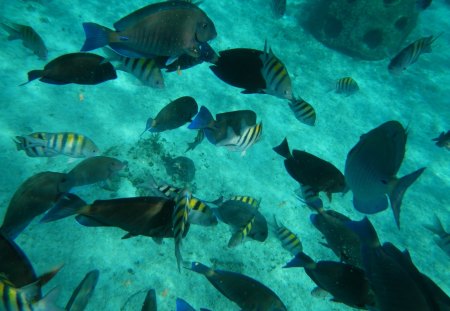 Underwater - fish, reef, cozumel, underwater