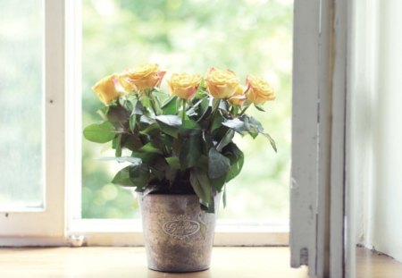 * Sunny roses * - morning, sunshine, window, bouquet, yellow roses, sunny day