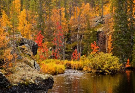 Autumn forest - pretty, creek, stream, forest, reflection, leaves, calmness, shore, riverbank, nice, trees, beautiful, lovely, colorful, river, nature, season, autumn, foliage