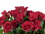 * Red roses *