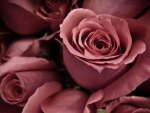 ROSAS PINK