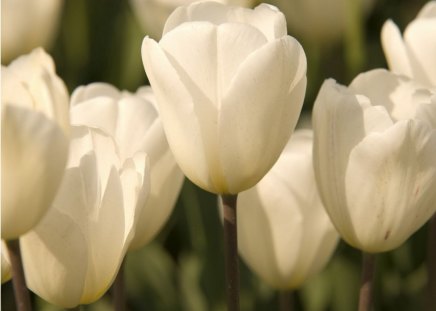 TULIPAS BRANCA - branca, natureza, flor, flora