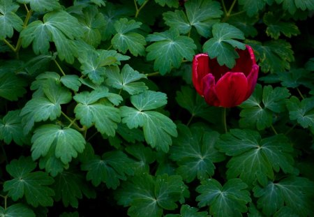 TULIPA VERMELHA - vermelha, natureza, flor, flora