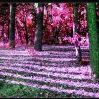 Purple Autumn Trees