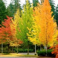 Spectacular Autumn Trees