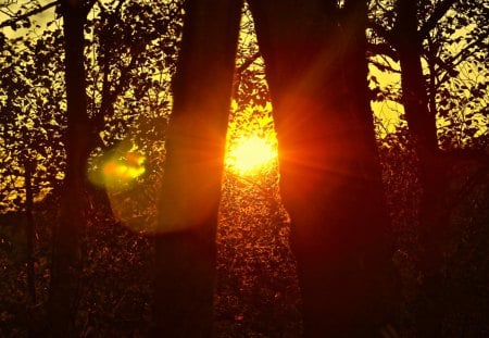 Sunset behind threes - forest, orange, three, leaves, sunset, nature, red, sun, woods