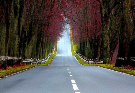 HIGHWAY to the NORTH - autumn, empty, forest, green, road, lane