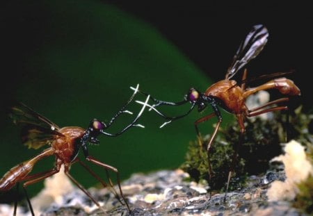 Fight - insects, nature, ants, fight, hd, wallpaper, animals