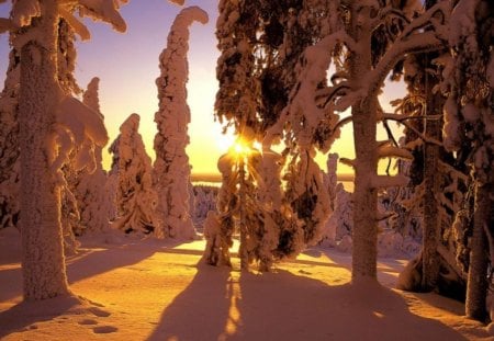 Finland in the sunset - pine forest, snow, frosty, sunrise, forest, finlalnd, dawn, freeze, frost, hd, sun, winter, morning, frozen, white, nature, twighlight, sunset, pine, cold, mountains, wallpaper