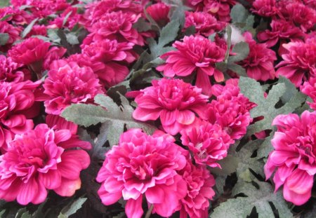 Red peonies - flowers, red, green, peonies