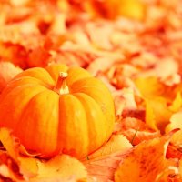 Little Pumpkin in Autumn Leaves