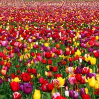 Amazing Carpet of Tulips