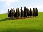 an island of trees in tuscany italy