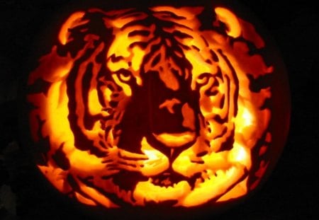 Tiger Jack O'Lantern - carving, halloween, tiger, pumpkin