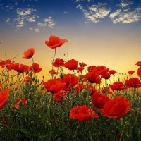 Poppy Flowers