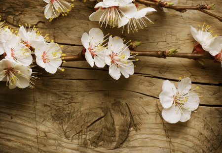 Branch of Cherry Blossom - bloom, branch, blossom, cherry