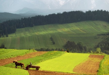 perfect rural alpine landscape - horse, mountains, carriage, fields, rural