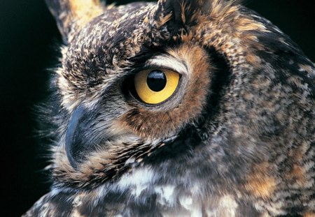 Great Horned Owl - owl, bird, animal, fly, preditor, wings, beak, feathers